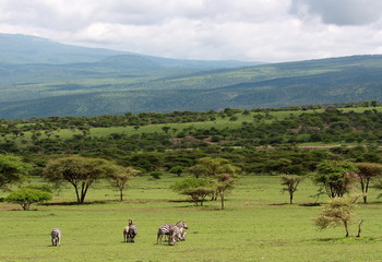  grazing zebras  on the boarder of Kenya and Tanzania savanna Serengeti and Masai mara beautiful...