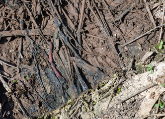 This earthworm is a little hard to spot as it blends in with the dirt and debris on the ground in Missouri. It might become fish bait. Bokeh effect.