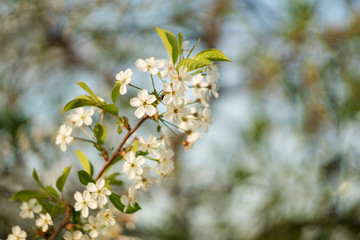 cherry blossom branch with white flowers closeup