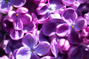 Fototapeta na wymiar branch of lilac closeup