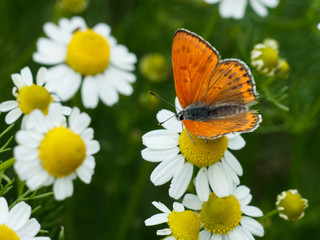 Close-up butterfly sitting on a chamomile flower.