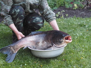 Russian rivers.Big fish white Cupid in the hands of a fisherman