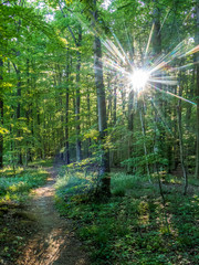 Fototapeta na wymiar Sonnenstrahlen auf dem Waldweg