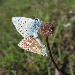 Couple de deux papillons Argus bleu nacré.