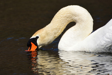 Obraz premium swan on the water