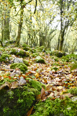 Autumn forest full of moss