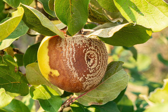 Rotten quince apple on the fruit tree, Monilia laxa infestation plant disease