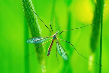 insecta, natur, dragonfly, makro, tier, green, moskito, badgered, fliege, gras, blatt, flügel, wild lebende tiere, flügel, close up, spinne, fauna, kleinlibellen, close up, pflanze, insecta, sommer