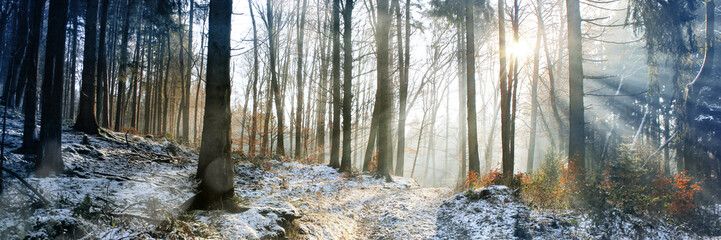winter wald schnee bäume landschaft panorama