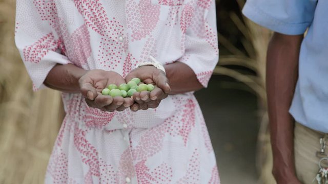 The hands of a black African woman holding seeds / fruit harvested on her rural subsistence farm. 
