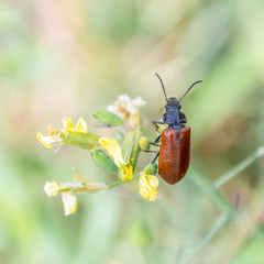 Macrophotography nature - Flower ans insect
