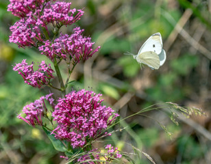 Macrophotography nature - Flower ans insect