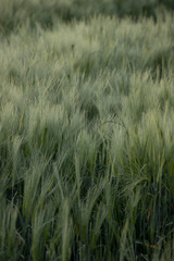 campi di grano in primavera