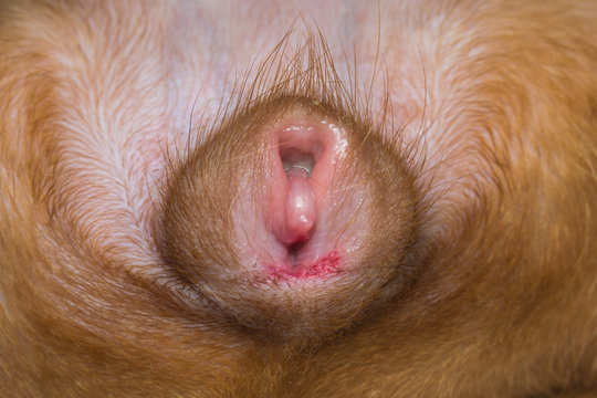 A 4-month old female pseudohermaphrodite  dog with large clitoris protruded from the vulva