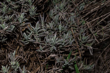 Photo of spring lavender in the dark