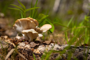 Oyster mushrooms in the forest are illuminated by the sun and grow around green grass on a birch log.