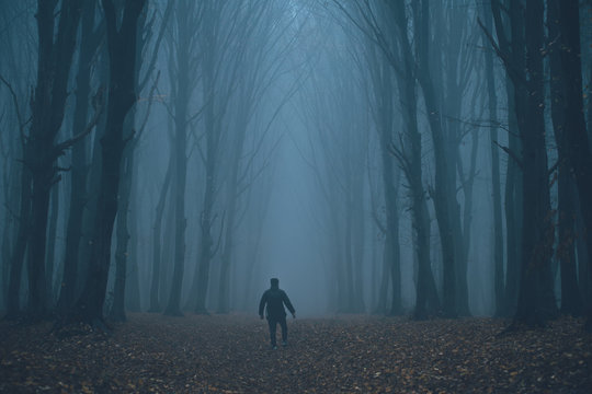 Man Got Lost In A Spooky Foggy Forest Among Tall Trees