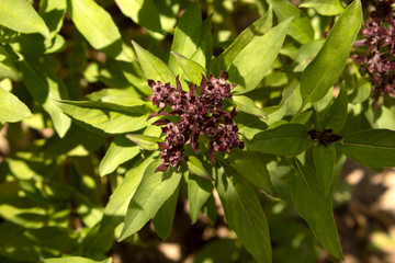 basil leaf in garden background