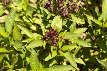 basil leaf in garden background