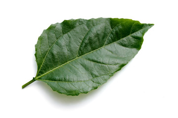 Isolate on white background of the natural leaves texture.