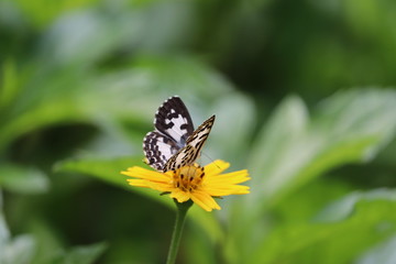 butterfly on a flower