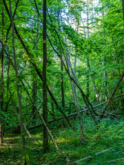 Entwurzelte und umgestürzte Bäume nach einem Sturm im Wald