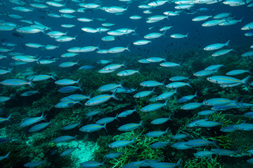 Fototapeta premium school of narrowstripe fusilier fish