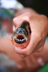 Fototapeta premium closeup of hand catching wild Sharp teeth Piranha in Amazon rainforest, Brazil