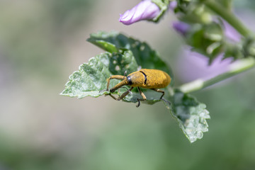 Macrophotography nature - Flower ans insect