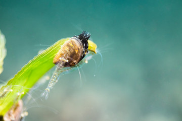 Fresh water Shrimp