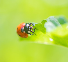 Macrophotography nature - Flower ans insect