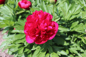 Blossom Flower Paeonia Officinalis, the common peony, or garden peony, is a species of a flowering plant. Paeonia Officinalis was first used for medicinal purposes, then grown as an ornamental.