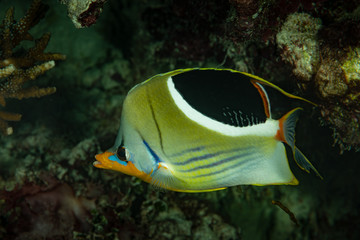 Fototapeta na wymiar saddled butterflyfish fish on reef