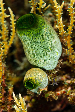 green tunicate on coral reef