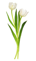 White tulip flowers