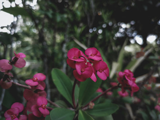 pink rose bush