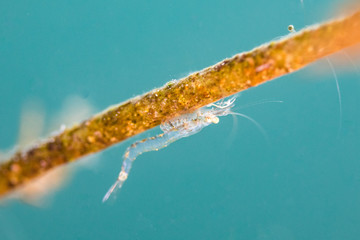 Fresh water Shrimp