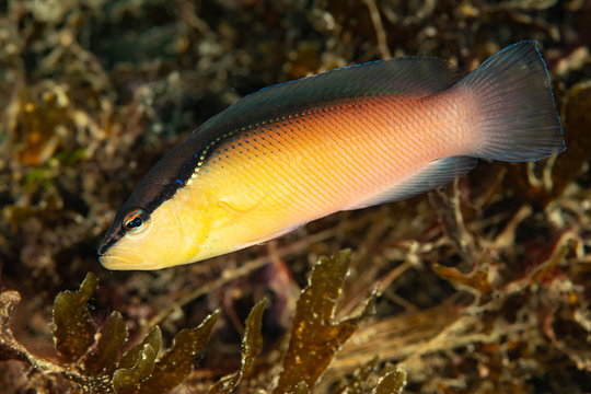 blackstripe dottyback fish yellow variation