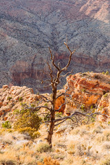 Abgestorbener Baum im Grand Canyon, Sonnenaufgang, Sonnenuntergang 