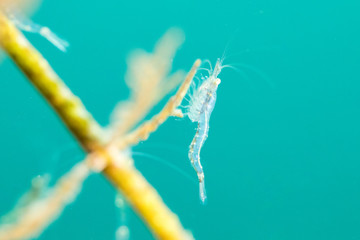 Fresh water Shrimp