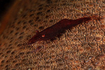 red sea star commensal shrimp