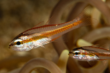 young juvenile cavite cardinalfish fish