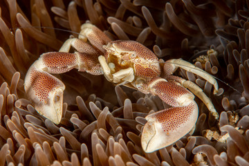 spiny porcelain crab in anemone