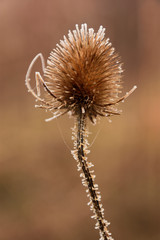 frosted dry thistle 