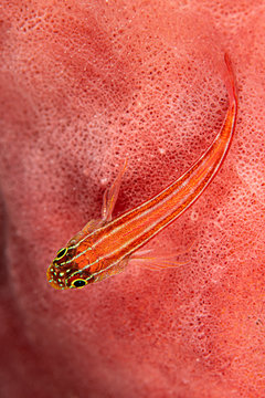 striped triplefin fish on coral