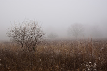 field on misty morning 