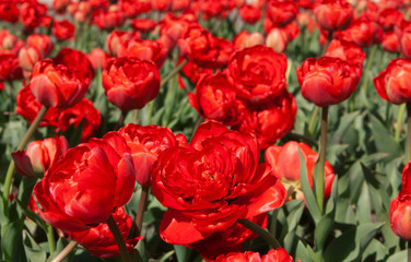 A lot of red tulip in field