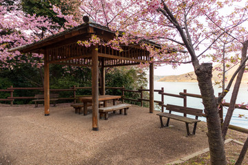 桜と東屋と海
