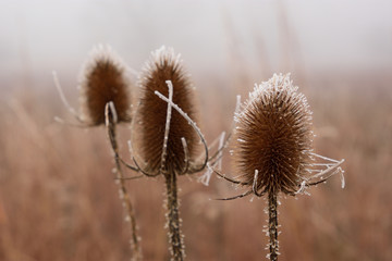 Frost on a dry thistle flowers