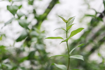 Branch with young green leaves close up on light blurred background. soft focus